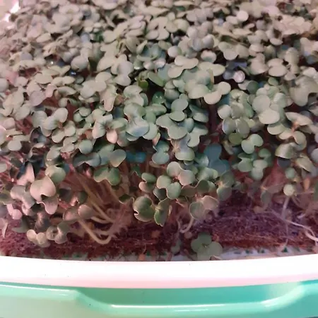 Akropolis, Eco Breakfasts From Farm 마리안스케 라즈네