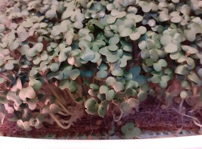 Akropolis, Eco Breakfasts From Farm Mariańskie Łaźnie