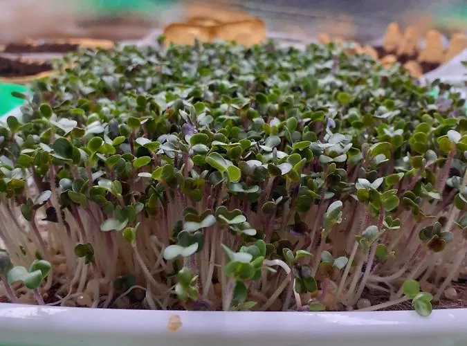 Akropolis, Eco Breakfasts From Farm 3* Mariënbad